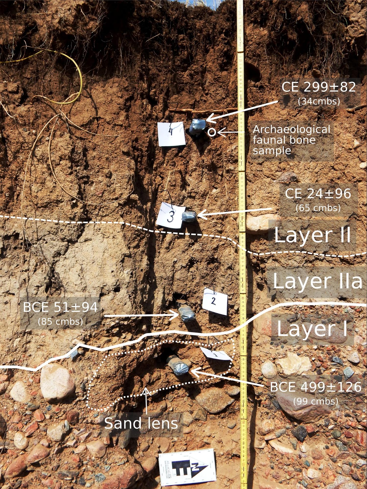 OSL dates overlain on the stratigraphy of the 2015 pilot profile reveal a prominent unconformity after 499 BCE and slowing sedimentation rates in the overlaying fine-grained deposit.
