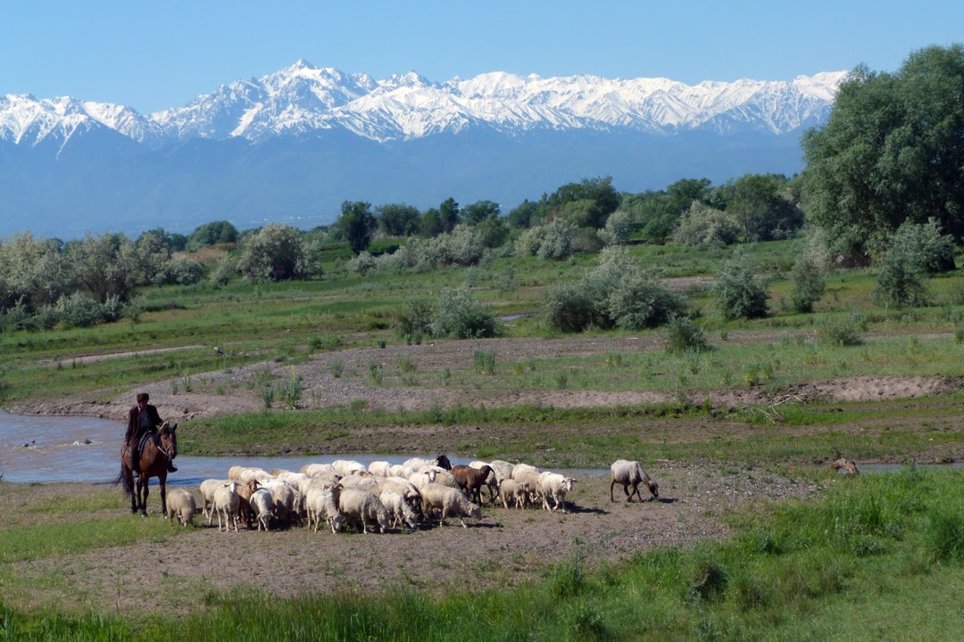 A shepherd guides his flock along the Talgar River drainage.